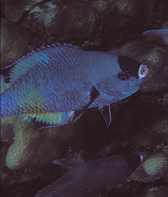 wrasse