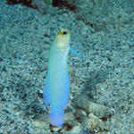 yellowheadedjawfish2