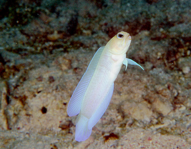 yellowheadedjawfish