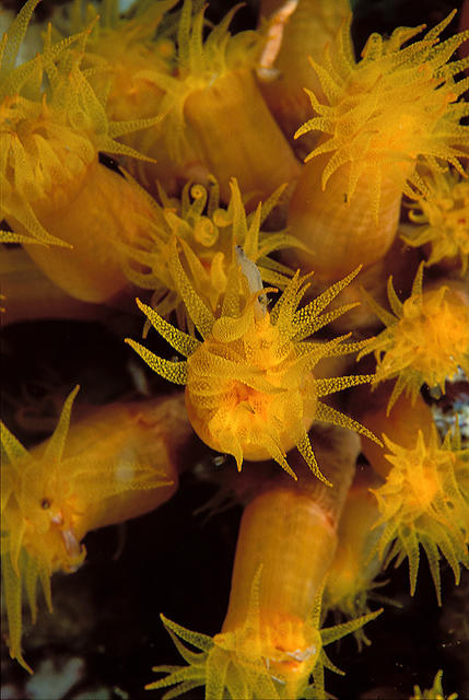 yellowpolyps1