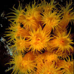 yellowpolyps2