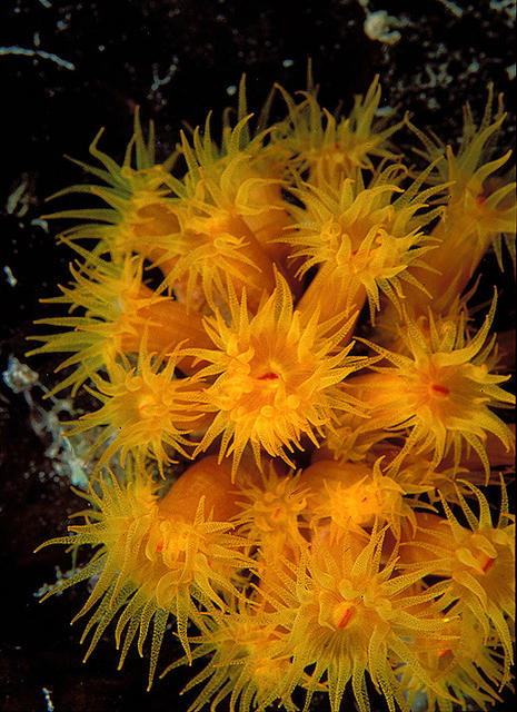 yellowpolyps2