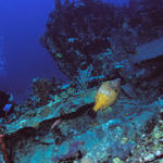 debrhonefilefish