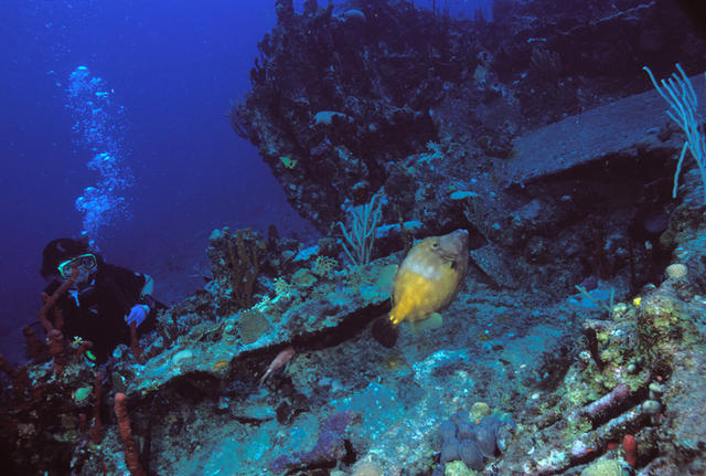 debrhonefilefish