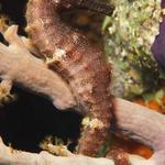 bon0245seahorse