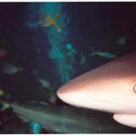 Nassau Shark Dive June 2002