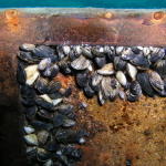 Zebra Mussels