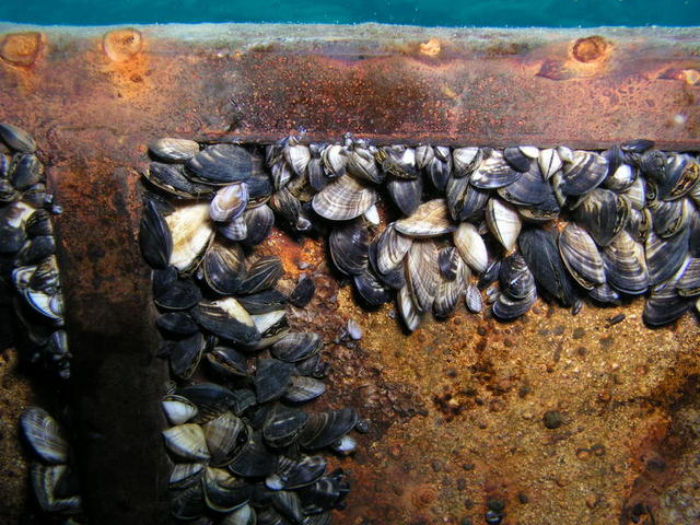 Zebra Mussels