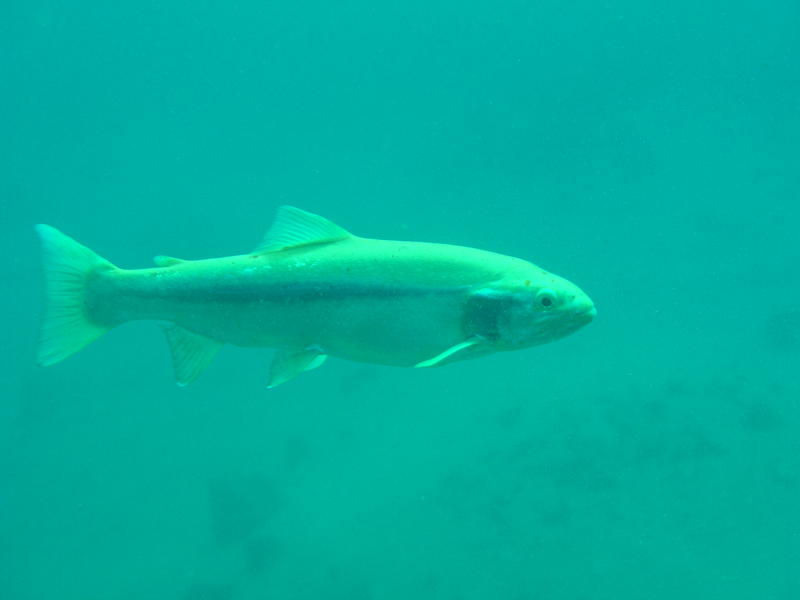Fishy Profile2