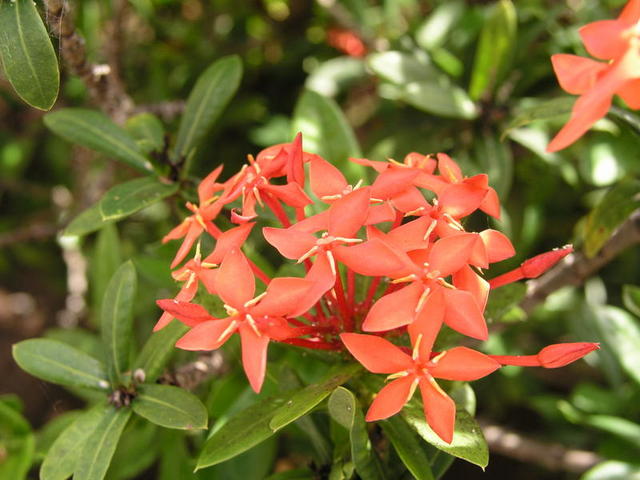 Moon Palace Flower Supermacro