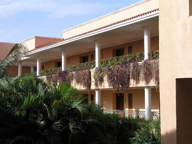 Moon Palace Hanging plants