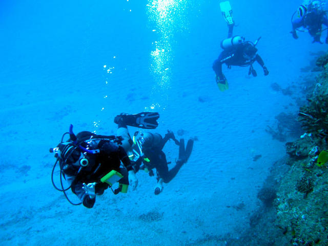 Gaggle of Divers.jpg