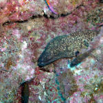 Spotted Moray1.jpg