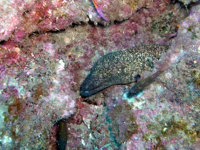 Spotted Moray1.jpg