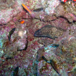 Spotted Moray4.jpg