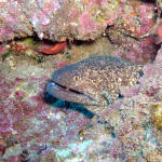 Spotted Moray5.jpg