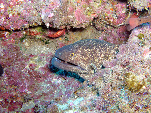 Spotted Moray5.jpg