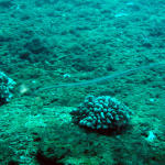 Blue Spotted Cornetfish.jpg