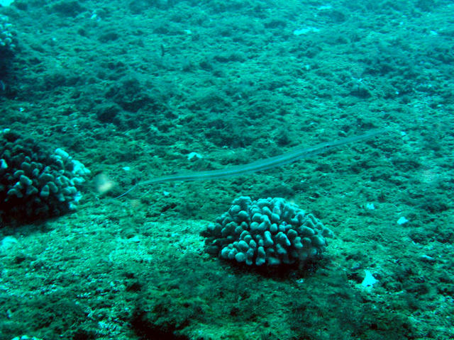Blue Spotted Cornetfish.jpg