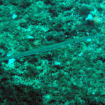 Blue Spotted Cornet Fish Fistularia tabacaria.jpg