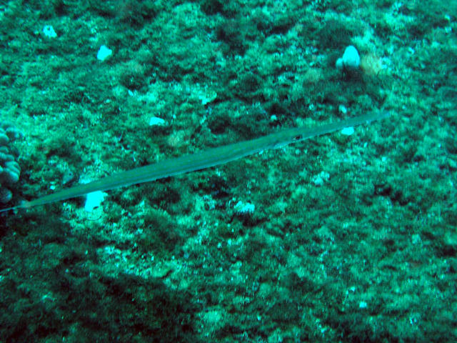 Blue Spotted Cornet Fish Fistularia tabacaria.jpg