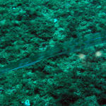 Blue Spotted Cornetfish.jpg