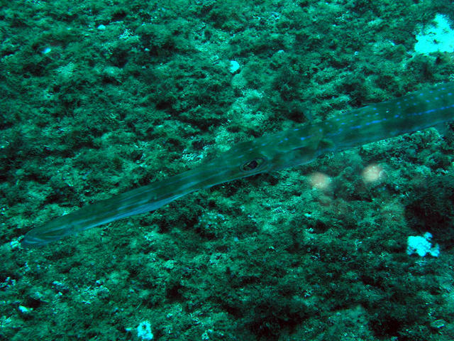 Blue Spotted Cornetfish.jpg