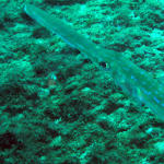 Blue Spotted Cornetfish2.jpg