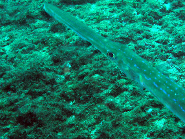 Blue Spotted Cornetfish2.jpg