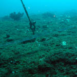 Blue Spotted Cornetfish3.jpg