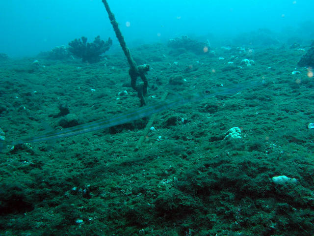 Blue Spotted Cornetfish3.jpg