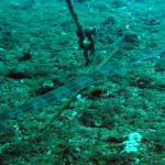 Blue Spotted Cornetfish4.jpg