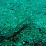 Blue Spotted Cornetfish5.jpg