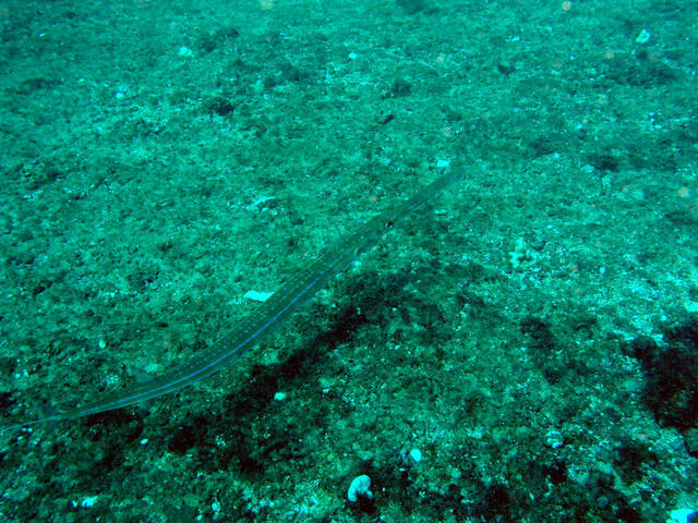 Blue Spotted Cornetfish5.jpg