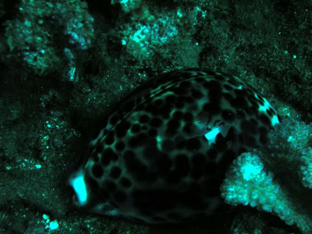 Tiger Cowrie.jpg