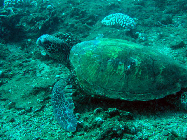 Turtle on Bottom2.jpg