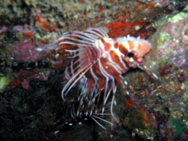 Lionfish.jpg