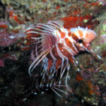 Lionfish.jpg