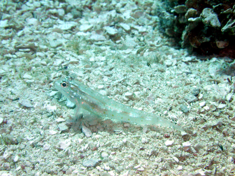 Bridled Goby