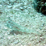 Bridled Goby