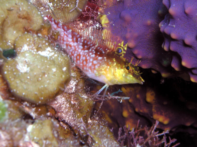 Diamond Blenny