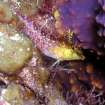 Diamond Blenny