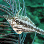 Slender Filefish