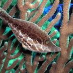 Slender Filefish 2