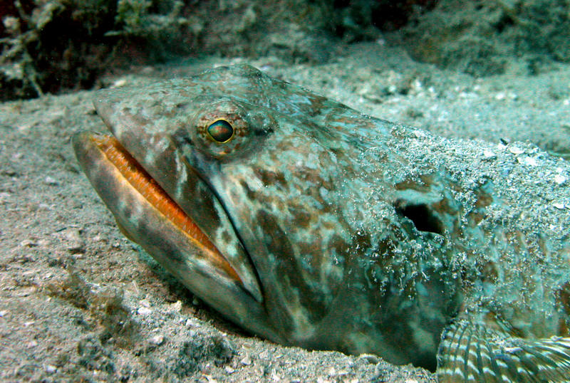 Lizard Fish