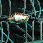 Flamingo Tongue