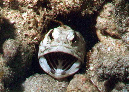 Banded Jawfish