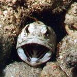 Banded Jawfish