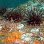 Arrow Crab and Sea Urchins on deck