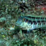 Seaweed Blenny